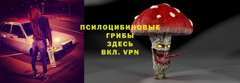 Галлюциногенные грибы Psilocybe  Подольск 